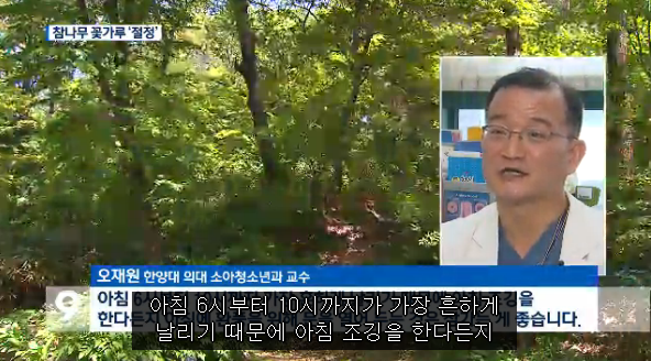 봄철 알레르기 주범 참나무 꽃가루, 이번 주가 절정