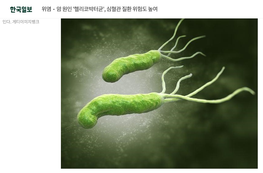 위염,암 원인 '헬리코박터균', 심혈관 질환 위험도 높여
